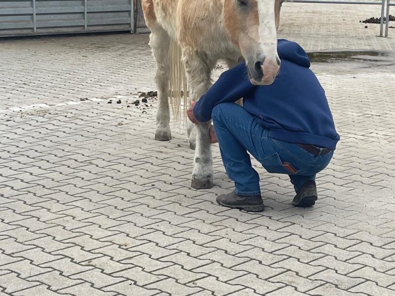 Georg-Moser-Behandlung-Pferd